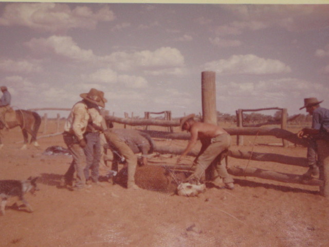 Bronco Branding Manners Creek Station