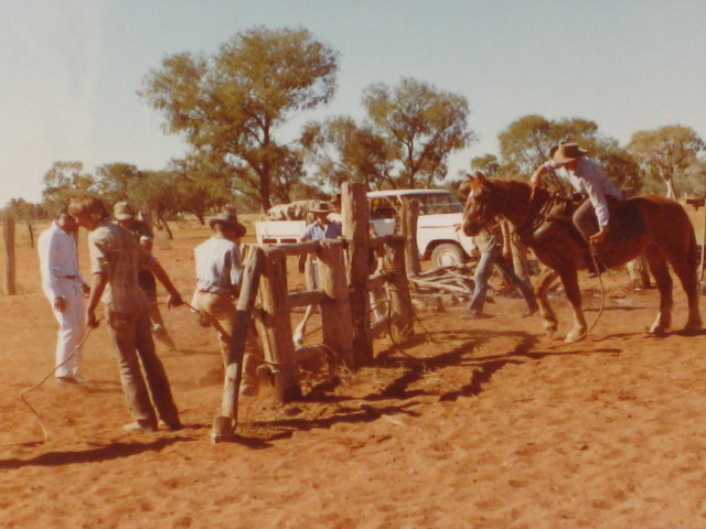 Bronco Branding Ooratippra Station  1983