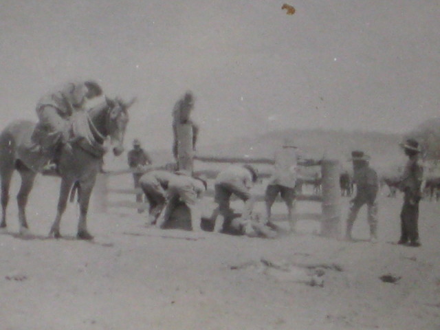 Bronco Branding Tobermory 1950