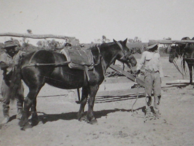 Sammy Dawson and Kungy Rose Tobermory 1950